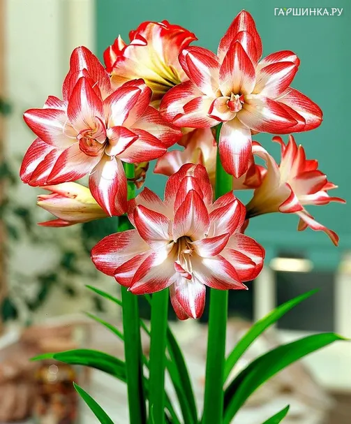 Амариллис Экзотик Пикок