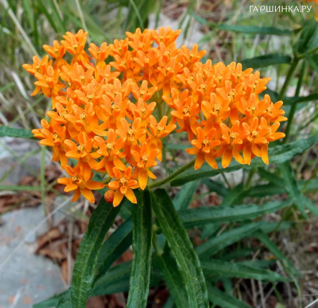 Ваточник Тубероза