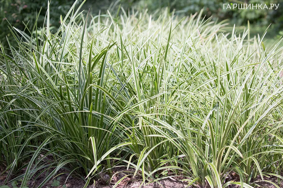 Осока Морроу Айс Денс