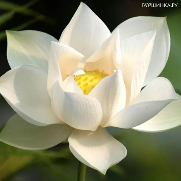 Лотос белый