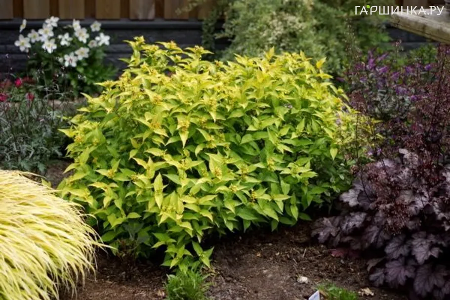 Диервилла Ханиби ручейная