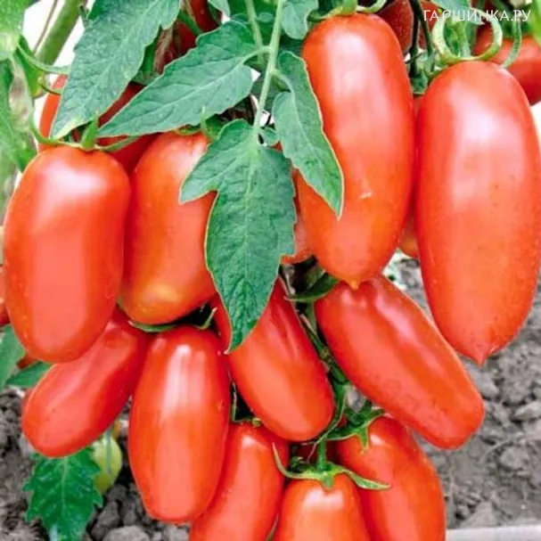 Томат Банан красный