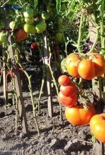 Томат Бердский крупный 20 шт