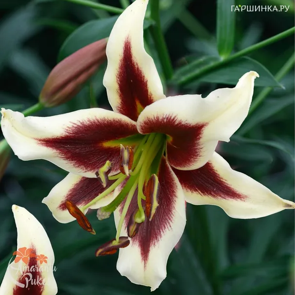 Лилия Беверли Дрим ОТ-гибрид