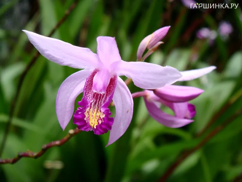 Блетилла Стриата