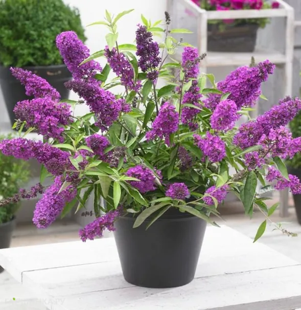 Буддлея Тутти Фрутти