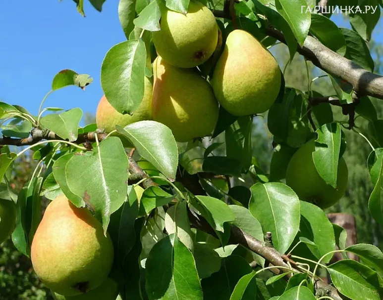 Груша Бураковка