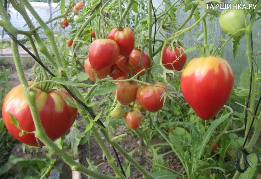 Томат Бычье сердце розовое 20 шт