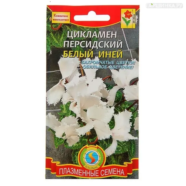 Цикламен персидский Белый иней