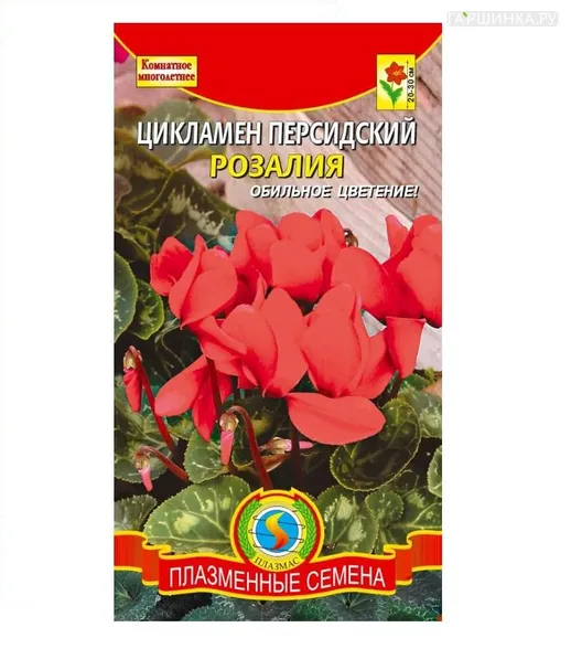 Цикламен персидский Розалия, 3 шт