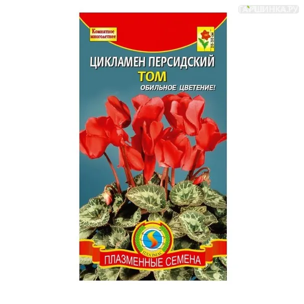 Цикламен персидский Том