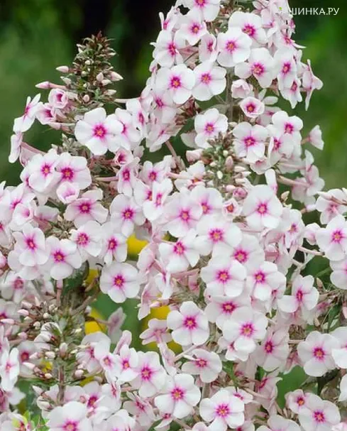 Флокс Дельта пирамидальный