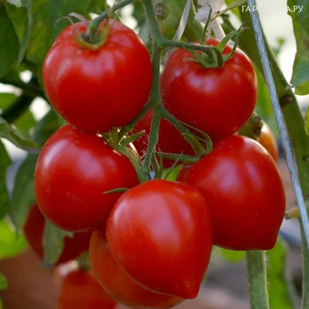 Томат Деметра F1 0.1г