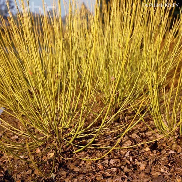 Дерен Флавирамеа