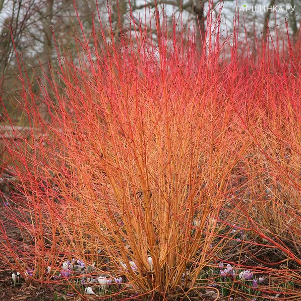 Дерен Мидвинтер Фаер