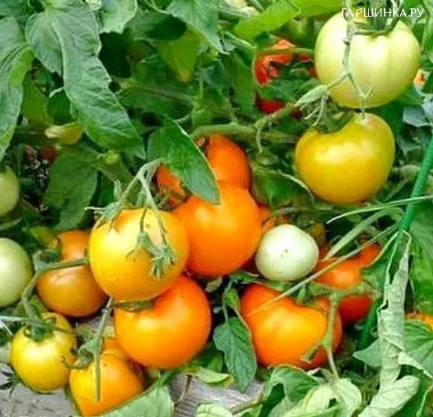 Томат Диетический здоровяк 20 шт