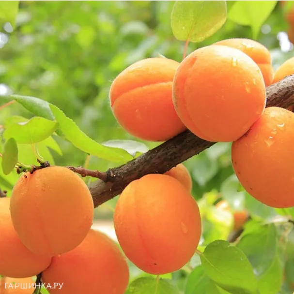 Абрикос Добеле