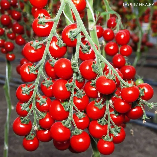 Томат Дюймовочка 0.05г