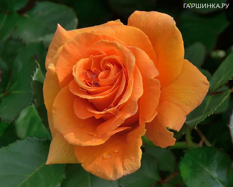 Роза Вавум, Викс (лиц)