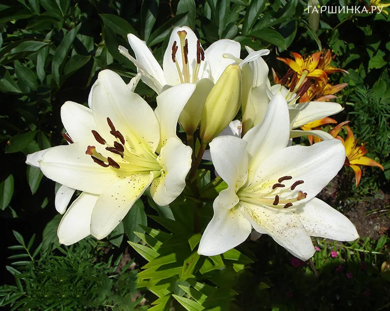 Лилия Эрколано ЛА-гибрид