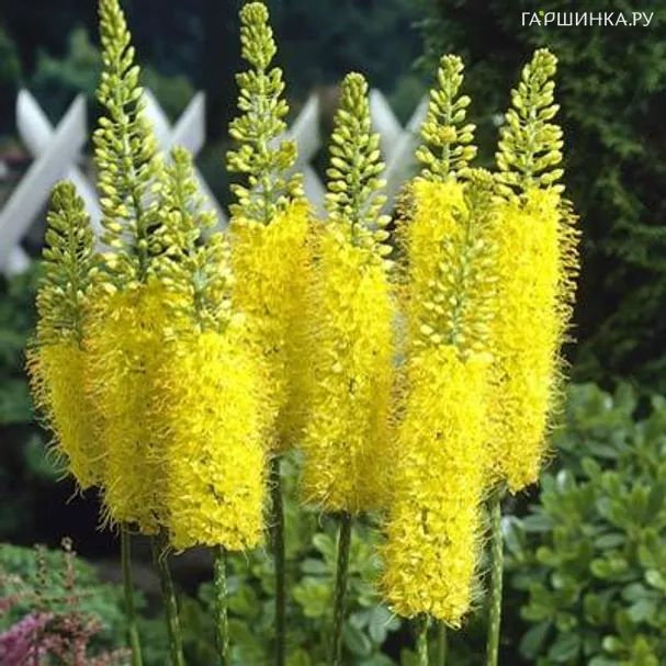 Эремурус Манимэйкер