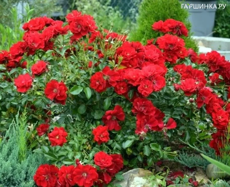 Роза Фарол почвопокровная Imperial Rose
