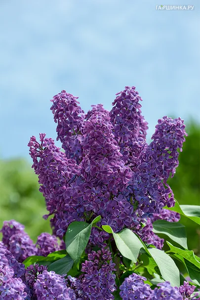 Сирень Фест Бюлов