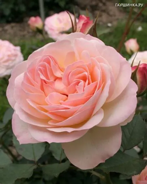 Роза Фондант флорибунда, Imperial Rose