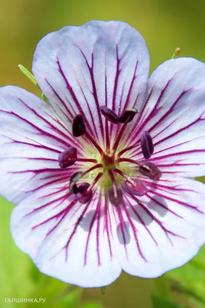 Герань Валлиха Кристал Лэйк