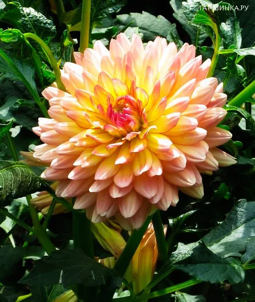 Георгина Пичес энд Крим декоративная