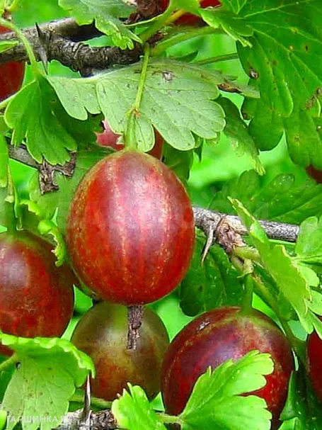 Крыжовник Майский герцог