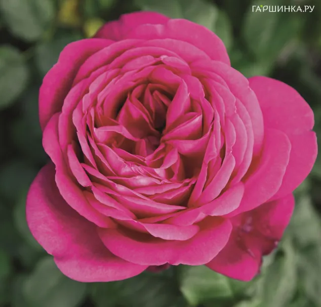 Роза Иоганн Вольфганг фон Гетте чайно-гибридная, Тантау (лиц)