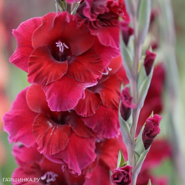 Гладиолус Плам Тарт 5 шт