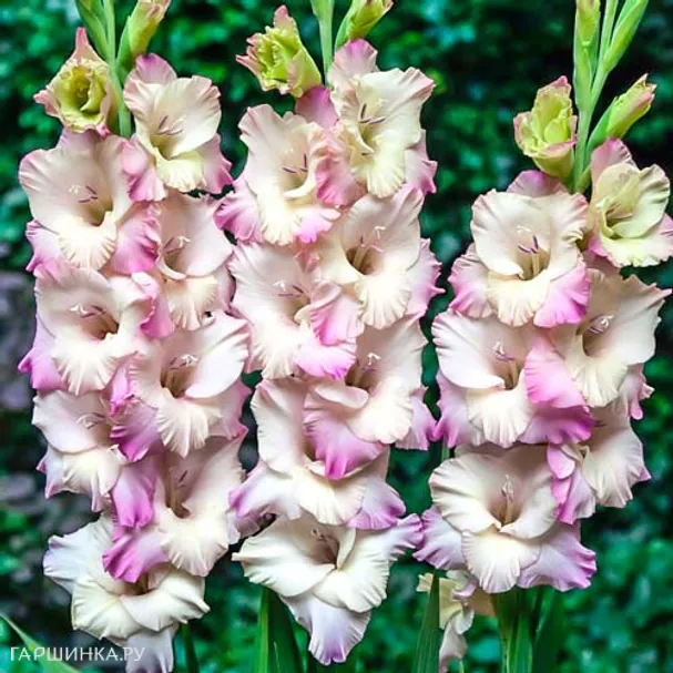 Гладиолус Тампере крупноцветковый