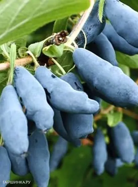 Жимолость Голубое веретено