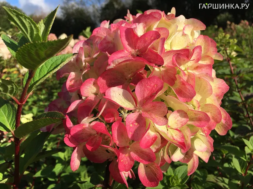 Гортензия Граффити метельчатая