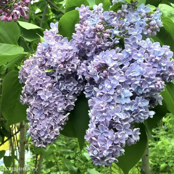 Сирень обыкновенная Президент Греви на штамбе 80 см