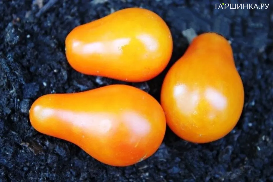 Томат Груша оранжевая