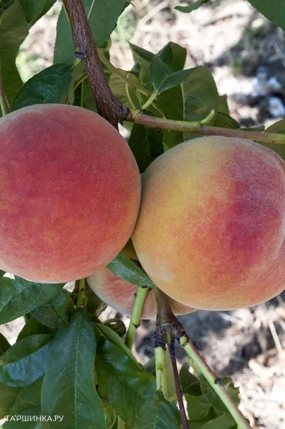 Персик Ред Хэвен