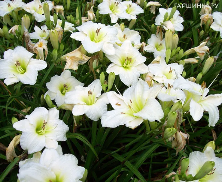 Лилейник Джентл Шеферд