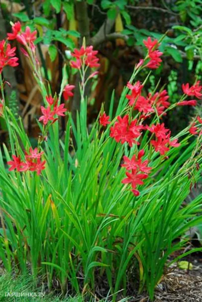 Схизостилис ярко-красный