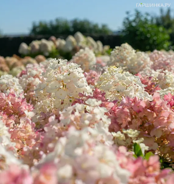 Гортензия Литл Блоссом (Маленький цветок) метельчатая