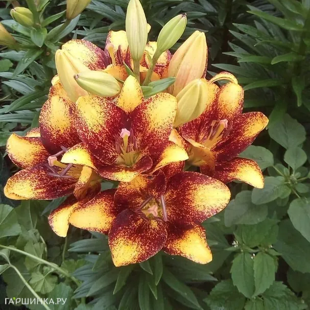 Лилия Свит Вэлли ЛА-гибрид/2 шт