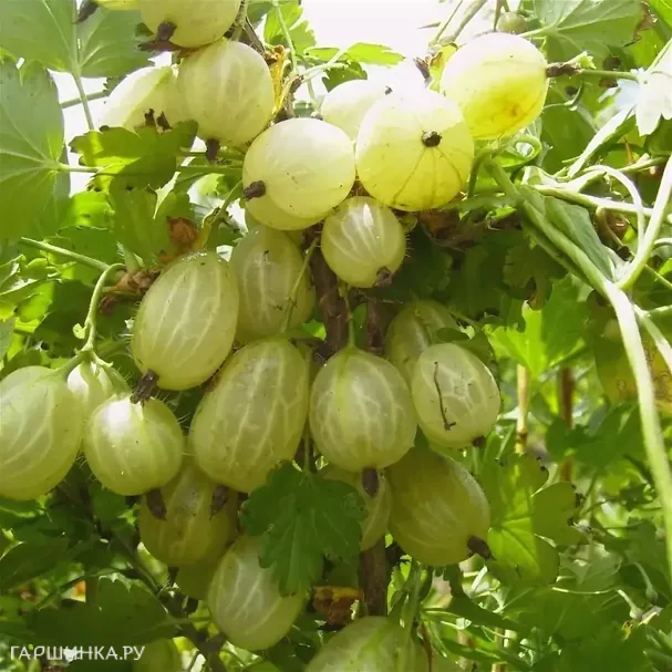 Крыжовник Инвикта