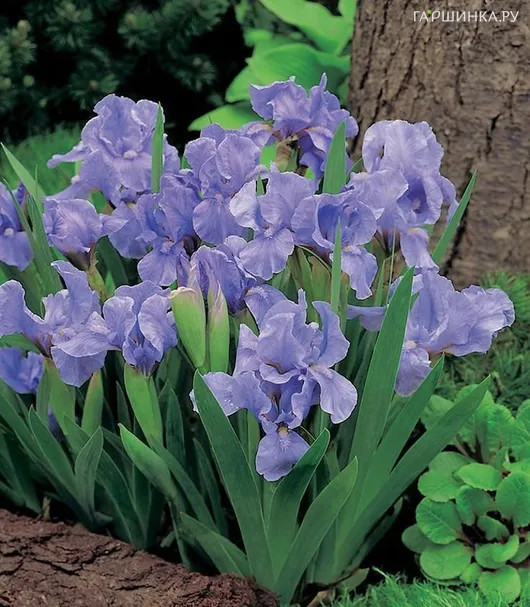 Ирис карликовый Азуреа