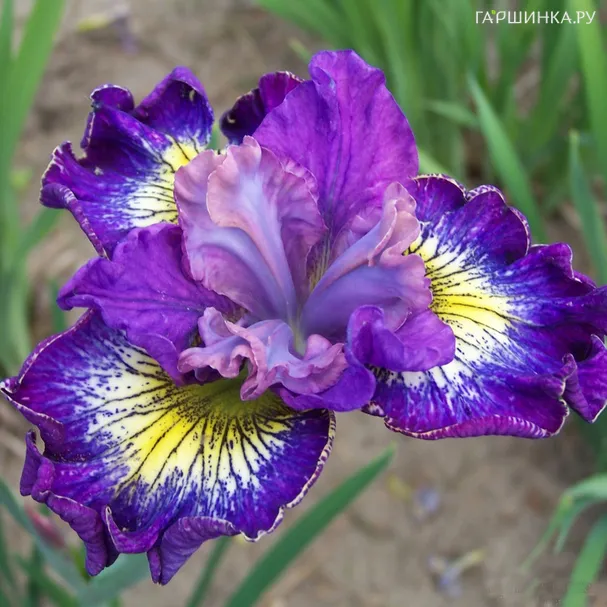 Ирис сибирский Хау Одейшес