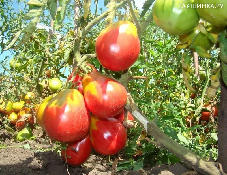 Томат Иван Купала 20шт