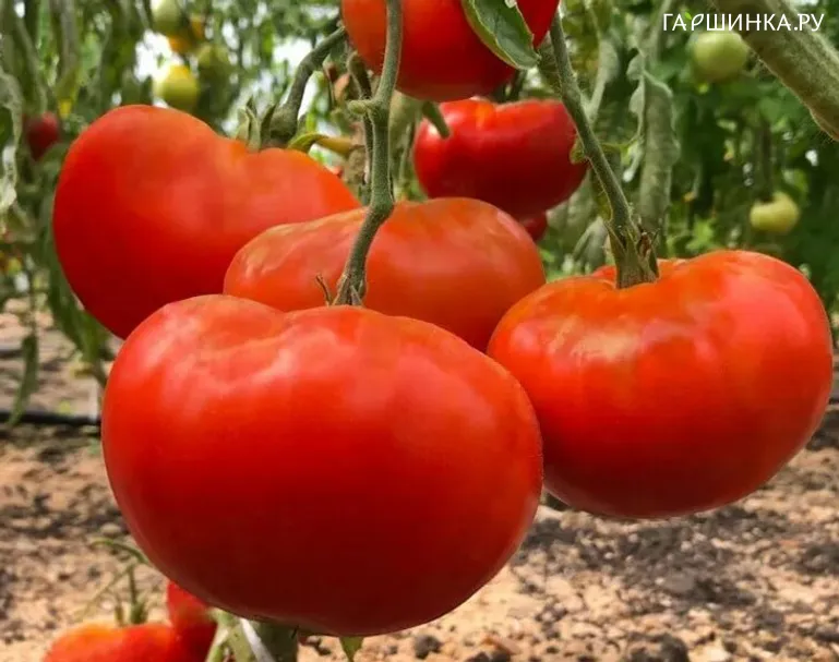 Томат Король Королей 20шт