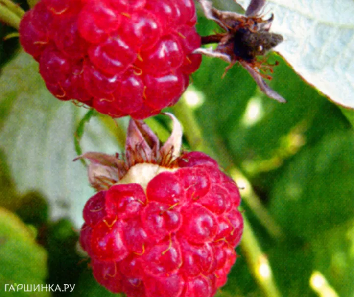 Малина Калашников ремонтантная