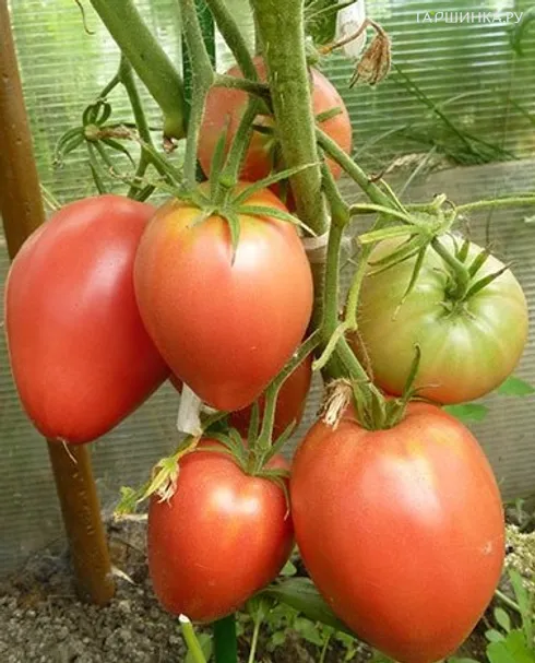 Томат Кардинал 20шт